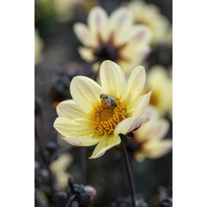 Dahlia Happy Days Lemon | 1 stuk | dahlia knollen