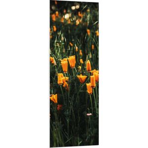 PVC Schuimplaat - Bloemen - Landschap - Bloemenveld - Oranje - Natuur - 50x150 cm Foto op PVC Schuimplaat (Met Ophangsysteem)