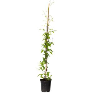 Plant in a Box - Bosrank - Clematis 'Hagley Hybrid' - Hoogte 100-120cm - ⌀17cm