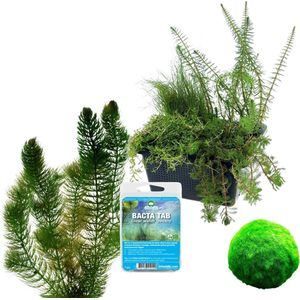 vdvelde.com - Luchtpomp Alternatief: Zuurstofplanten Vijver Pakket – M - 500 - 1.250 L - 24 planten voor 500 – 1.250 L - Verhoogt zuurstof en voorkomt algen - Plaatsing: -1 tot -80 cm