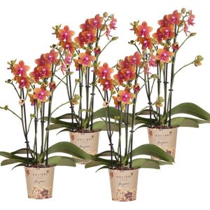 COMBI DEAL van 4 geurende oranje Phalaenopsis orchideeën - potmaat Ø12cm | bloeiende kamerplant - vers van de kweker