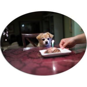 WallClassics - Dibond Ovaal - Jarig Klein Hondje zittend op Stoel aan Eettafel - 68x51 cm Foto op Ovaal (Met Ophangsysteem)