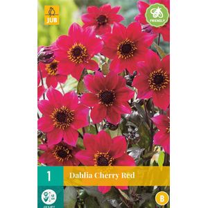 Dahlia Cherry Red - 1st - Bloembollen - JUB Holland