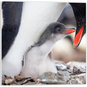 Forex - Baby Pinguïn Knuffelend bij Mama - 50x50cm Foto op Forex