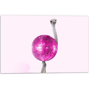 Forex - Struisvogel met Roze Discobal Lichaam - 60x40cm Foto op Forex