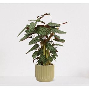 Calathea Compactstar in sierpot Liam Groen – luchtzuiverende kamerplant – pauwenplant – living plant - 55-70cm - Ø18 – geleverd met plantenpot – vers uit de kwekerij