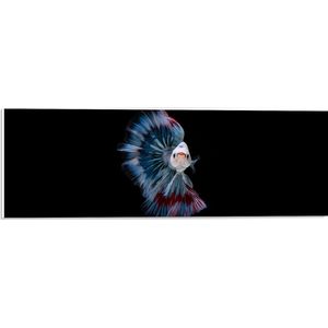 PVC Schuimplaat- Vooraanzicht van Wit met Blauwe Vis tegen Zwarte Achtergrond - 60x20 cm Foto op PVC Schuimplaat