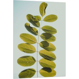 Vlag - Lichtgroene Robina Plant op Pastelblauwe Achtergrond - 80x120 cm Foto op Polyester Vlag