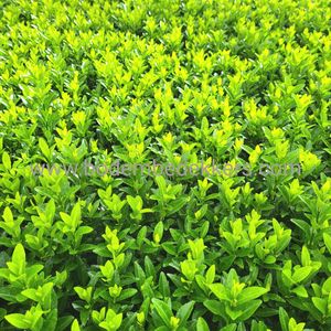 24x (stuks) Euonymus jap. 'Green Spire' 9cm pot - Bodembedekker - Vaste plant - Tuinplant - Winterhard - Groenblijvend - Groen - Kardinaalsmuts