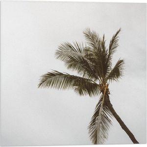 Vlag - Palmboom in de Wind - 50x50 cm Foto op Polyester Vlag