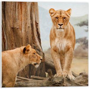 Forex - Twee Leeuwen bij Boom - 50x50cm Foto op Forex