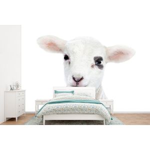 Lam - Wit - Dieren - Natuur - Behangpapier