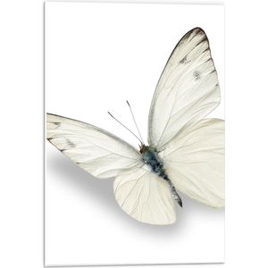 Forex - Wit met Bruine Vlinderen  - 40x60cm Foto op Forex