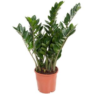 Zamioculcas zamiifolia - Hoogte 80cm - Pot 21cm