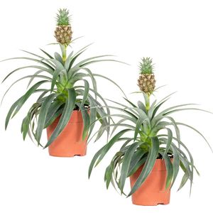 Bloomique - Set van 2- Ananas Mi Amigo - Ananasplant - Anti Snurk Plant - Kamerplanten - Diervriendelijk - Luchtzuiverend - 30-40 cm Hoog - Pot 12 cm