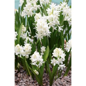 Puschkinia Libanotica Alba | 20 stuks