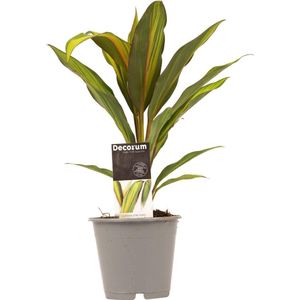 Cordyline Kiwi ↨ 40cm - hoge kwaliteit planten
