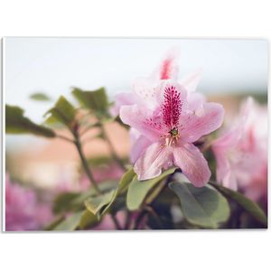 PVC Schuimplaat- Kleine Wesp op Roze Azalea Bloem - 40x30 cm Foto op PVC Schuimplaat