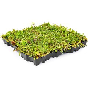 Groen Dak (MobiRoof Eco) kant en klare sedumcassette | 50 x 50 x 6 cm (b x l x d)