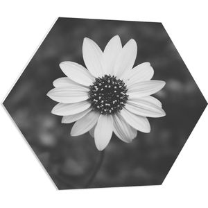 WallClassics - PVC Schuimplaat Hexagon - Bovenaanzicht van Lichte Bloem (zwart/ wit) - 70x60.9 cm Foto op Hexagon (Met Ophangsysteem)