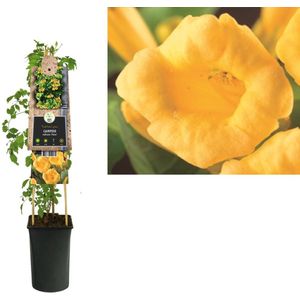 3 stuks - Van der starre - Klimplant Campsis radicans Flava 75 cm