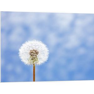 PVC Schuimplaat- Paardenbloem op Blauw met Witte Achtergrond - 100x75 cm Foto op PVC Schuimplaat
