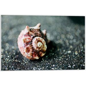 Forex - Slakkenhuisje in Zand - 60x40cm Foto op Forex