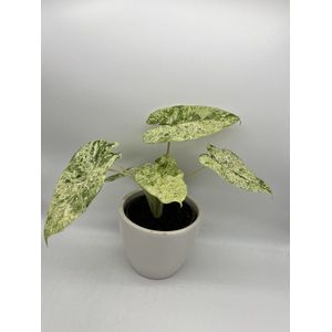 Alocasia Macrorrhiza Splash - Zeldzame variegata kamerplant met prachtige witte patronen