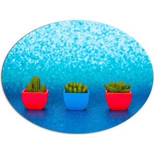 Dibond Ovaal - Trio van Rode en Blauwe Vaasjes met Groene Vetplanten in Blauwgekleurde Glitter Achtergrond - 108x81 cm Foto op Ovaal (Met Ophangsysteem)