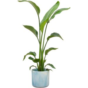 Plantenboetiek.nl | Strelitzia Nicolai inclusief elho Ocean Round atlantisch blauw - Ø22cm - 120-130cm hoog - Kamerplant - Arrangement - Plant met pot