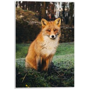 Forex - Bruin met Wit Vosje in het Bos - 40x60cm Foto op Forex