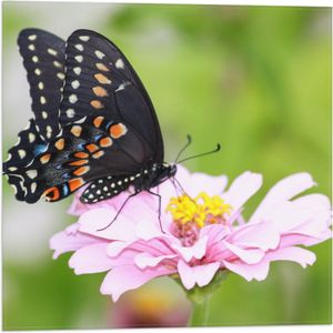 Vlag - Zwart met Oranje Papilio Vlinder op Lichtroze Bloem - 50x50 cm Foto op Polyester Vlag