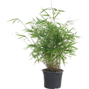 Fargesia Formidable – Bamboe – Tuinplant – Winterhard - ⌀17 cm - 40-50 cm