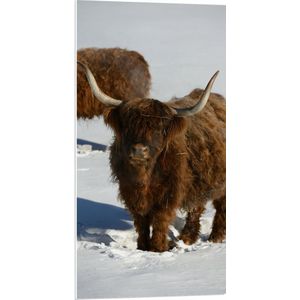 PVC Schuimplaat- Schotse Hooglander Koe in de Sneeuw - 50x100 cm Foto op PVC Schuimplaat