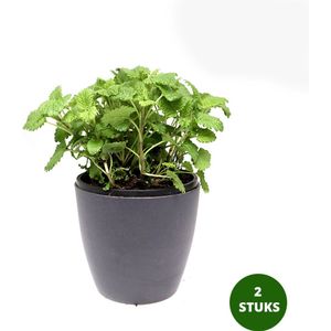 Citroenmelisse - in kwekerspot - 2 stuks