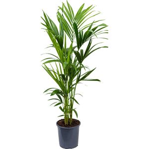 Kentia (howea) forsteriana 5pp 120 cm