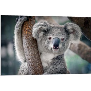 Forex - Koala Hangend aan Boom - 90x60cm Foto op Forex