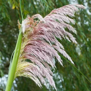 Roze bloeiende siergrassen kopen | Bekijk alle soorten | Heijnen Planten