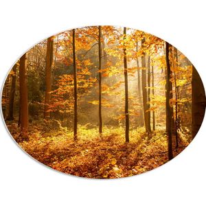 PVC Schuimplaat Ovaal - Bomen in Bos in Oranje Tinten - 80x60 cm Foto op Ovaal (Met Ophangsysteem)