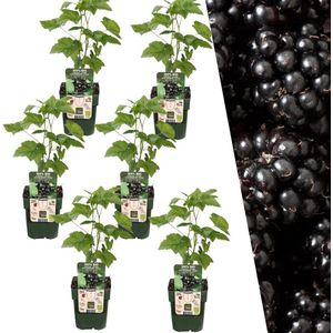 Plants by Frank | 6 Bramenplanten | 100% Biologische Fruitplanten | Bramen | Tuinplanten | Winterharde Planten voor de Tuin