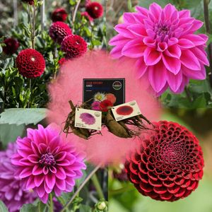 Flowerbulbs Amsterdam Dutch Dahlia Bloembollen Mix – 2 Stuks, Mix Gerard Darlings, Dahlia Natal & Dahlia Blue Bell, Unieke Bloembladen, Opvallend Contrast, Geschenk