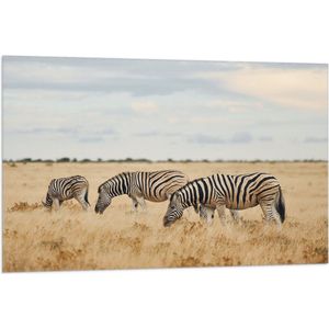 Vlag - Trio van Grazende Zebra's in Droog Afrikaans Landschap - 105x70 cm Foto op Polyester Vlag