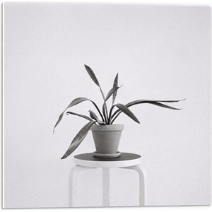 Forex - Zwart-Witte foto van Plant op Kruk - 50x50cm Foto op Forex