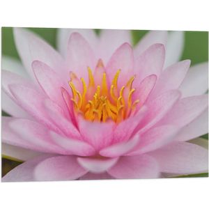 Vlag - Zachtroze Lotus Bloem - 80x60 cm Foto op Polyester Vlag