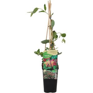 Bloomique - Lonicera Heckrottii Goldflame - Kamperfoelie - Rood, Geel - Klimplanten - Tuinplanten - Winterhard - Pot 15cm - 70-80cm Hoog