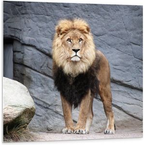 Forex - Mooie Leeuw  - 100x100cm Foto op Forex