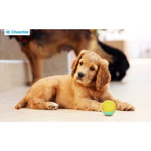 Cheerble Wicked ball W1| Geel| Zelf Rollende Bal voor honden | 3 Automatische Speelmodi | Interactief en Intelligentie hondenspeelgoed | Hondenspeeltje| USB oplaadbaar
