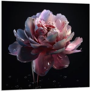 PVC Schuimplaat- Roze Chineese Pioenroos - 100x100 cm Foto op PVC Schuimplaat