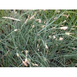 Anjerzegge (Carex panicea) - Vijverplant - 3 losse planten - Om zelf op te potten - Vijverplanten Webshop
