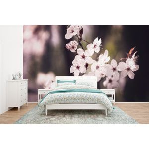 Bloemen - Wit - Natuur - Plant - Bloesem - Behangpapier